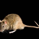Rodent Issues at 1400 Beacon St
