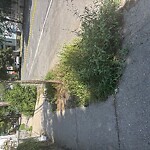 Sidewalk Obstruction at 111 Chestnut St