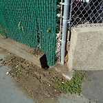 Rodent Issues at Longwood Ave & Sewall Ave