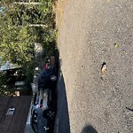 Rodent Issues at 78 Addington Rd, Brookline 02445