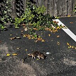 Rodent Issues at 657 Washington St