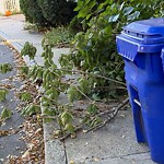 Sidewalk Obstruction at 64 White Pl