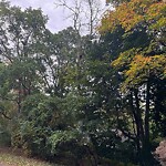 Public Trees at Beech Ave, Chestnut Hill