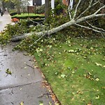 Public Trees at 30 Fuller St