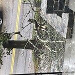 Public Trees at 54 Buckminster Rd, Brookline 02445