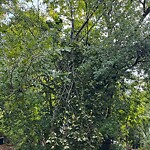 Public Trees at 2–26 Oakland Rd