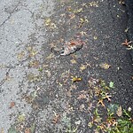 Dead Animals at Amory St