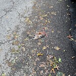 Dead Animals at Amory St