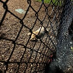 Dead Animals at 1–57 Stedman St