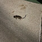 Dead Animals at 19 Devotion St