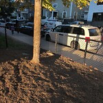 Dead Animals at 32b Stedman St