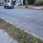 Dead Animals at N42.35 E71.13