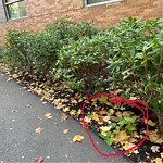 Park Playground at 345 Harvard St