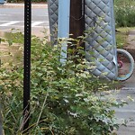 Trash/Recycling at 12 Kenwood St Trash/Recycling at 12 Kenwood St