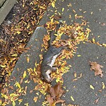 Dead Animals at 287–315 Reservoir Rd, Chestnut Hill