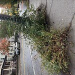 Sidewalk Obstruction at 111 Chestnut St