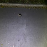 Dead Animals at 12 Mason Terr