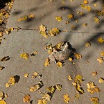 Dead Animals at 21 Browne St