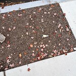 Trash/Recycling at 50 Westbourne Terr