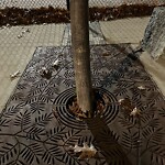 Rodent Issues at 23 Tappan St Rodent Issues at 23 Tappan St