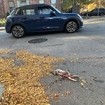 Dead Animals at 26 Cypress St