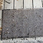 Rodent Issues at 61 Thatcher St