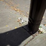 Dead Animals at 82 Brook St