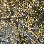 Public Trees at 32 Dwight St