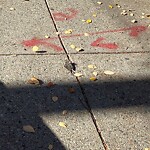 Dead Animals at 77 Marion St