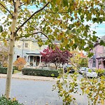 Public Trees at 42.34 N 71.12 W