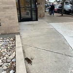 Rodent Issues at 42.35 N 71.13 W