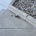 Dead Animals at 429 Harvard St