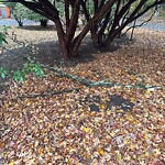 Public Trees at 51–99 Baker Cir, Chestnut Hill