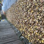 Sidewalk Obstruction at 185 Warren St, Brookline 02445