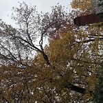 Public Trees at 66 York Terr