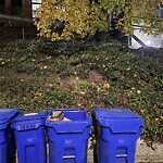 Rodent Issues at 31 Westbourne Terr