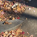 Dead Animals at 23 Stetson St