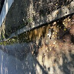 Water and Sewer at 62 Beech Rd, Brookline 02446