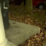 Rodent Issues at 45 Englewood Ave, Brighton