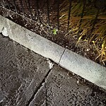 Dead Animals at 212 Winthrop Rd