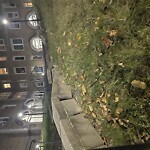 Rodent Issues at 23 Westbourne Terr, Brookline 02446