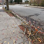 Public Trees at 92 Coolidge St