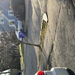 Public Trees at 24 Whitney St, Chestnut Hill