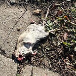 Rodent Issues at 43 Verndale St