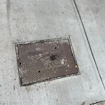 Dead Animals at 42.34 N 71.12 W