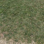 Park Playground at 290 342 Cypress St