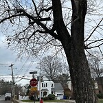 Public Trees at 42.30 N 71.15 W