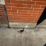 Dead Animals at 42.33 N 71.13 W