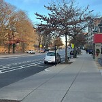 Dead Animals at 42.34 N 71.13 W