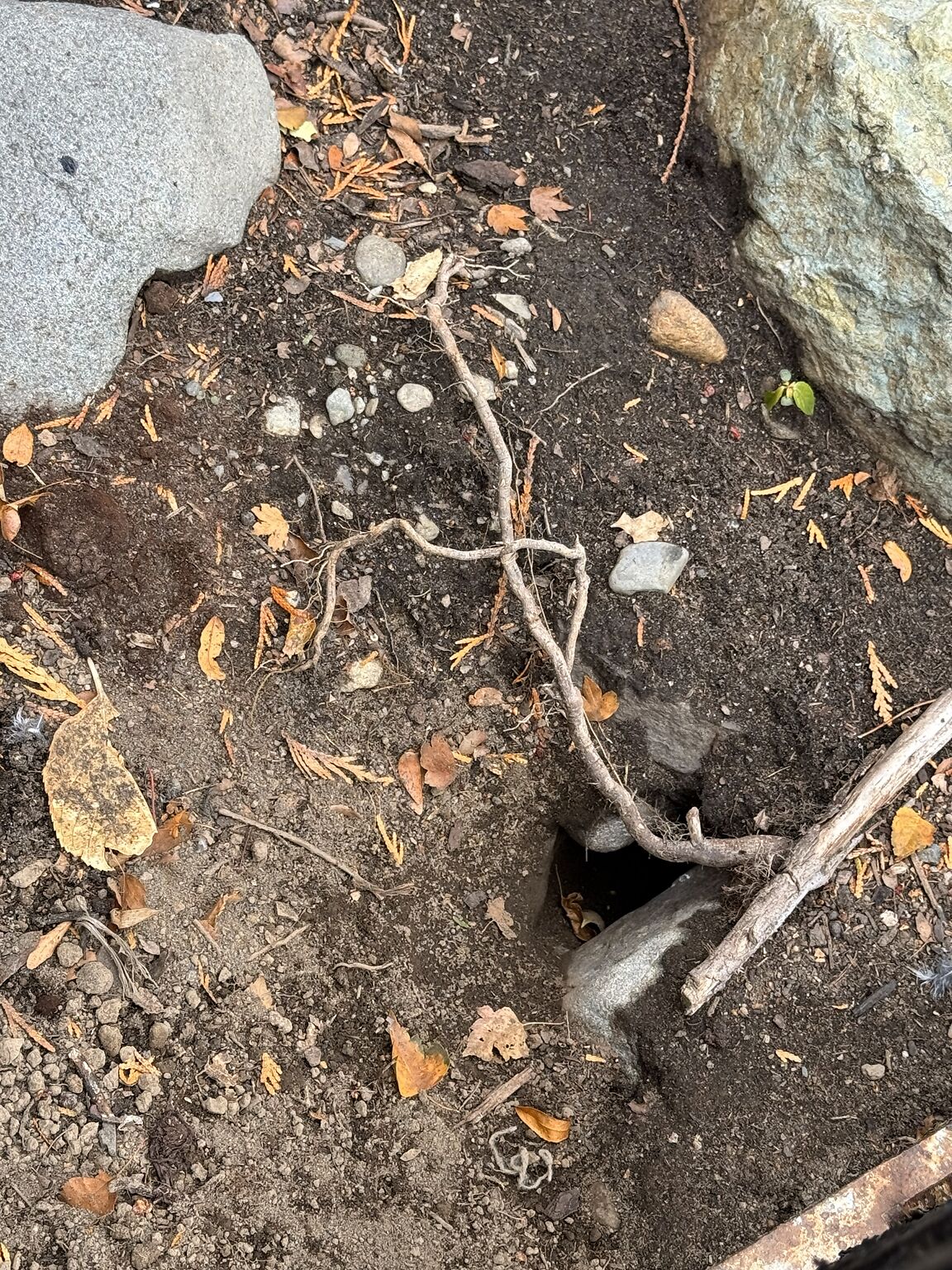 Rat_holes_near_6a_still_street_from_sidewalk_on_browne_st